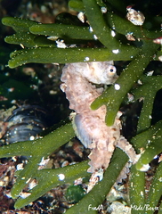 Hippocampus hippocampus