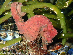 Hippocampus hippocampus