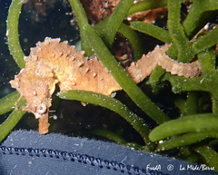 Hippocampus hippocampus