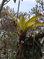 Tillandsia complanata
