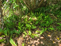 Sansevieria
