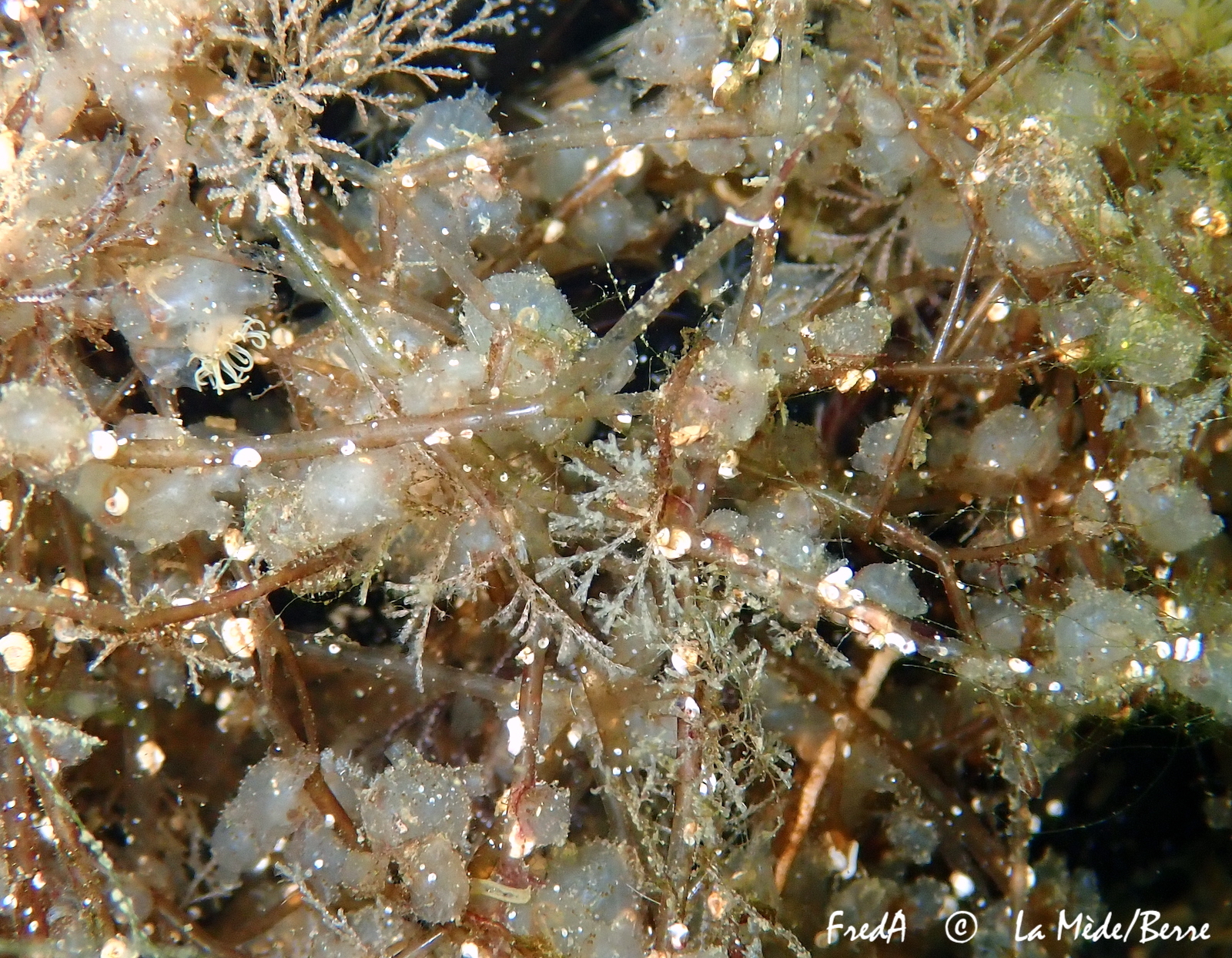 Molgula manhattensis (De Kay, 1843)