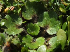 Ranunculus royi
