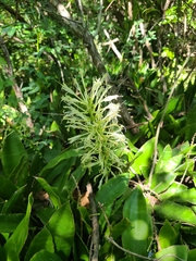 Sansevieria