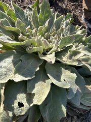 Verbascum thapsus