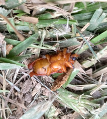 Xenarescus monoceros