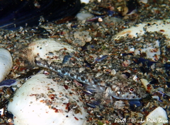 Pomatoschistus marmoratus