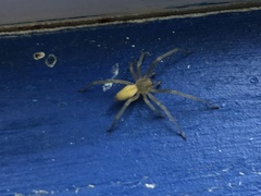 Cheiracanthium mildei