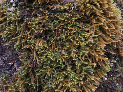Antitrichia curtipendula