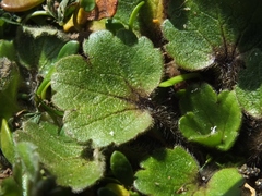 Ranunculus royi