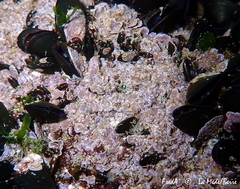 Titanoderma pustulatum