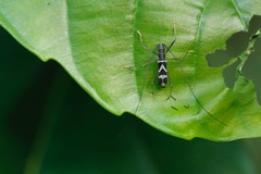 Cerambycidae