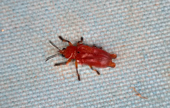 Xenarescus monoceros