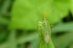 Orthotylus flavinervis