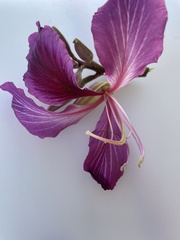 Bauhinia