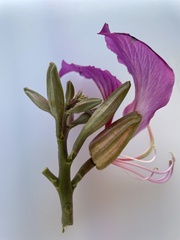 Bauhinia