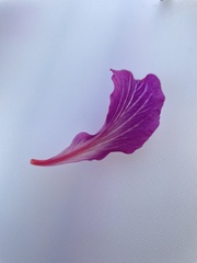 Bauhinia