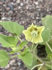 Physalis crassifolia
