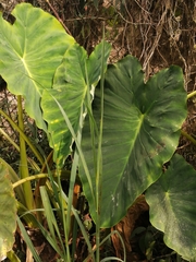 Colocasia