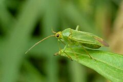 Orthotylus flavinervis