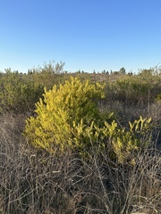 Forestiera angustifolia