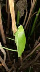 Stilpnochlora nanna