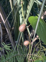 Dioscorea bulbifera