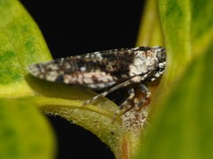 Catonia nava