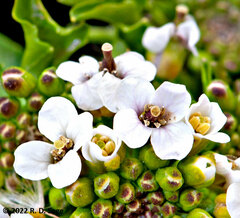 Nasturtium officinale