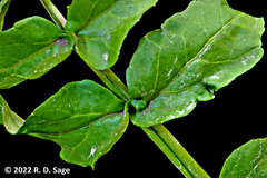 Nasturtium officinale