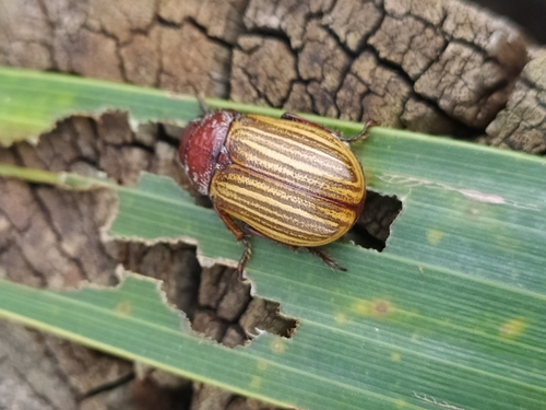 Bolax flavolineata
