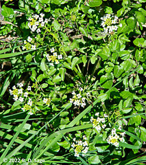 Nasturtium officinale