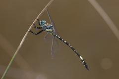 Parasynthemis regina