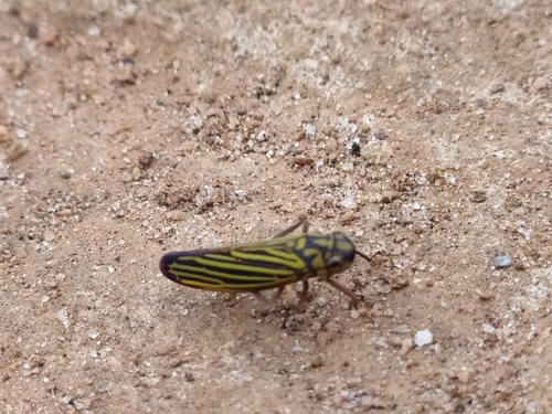 Sonesimia grandis