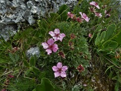 Potentilla nitida