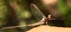 Callibaetis
