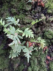 Polypodium
