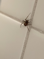 Steatoda