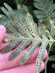Polypodium