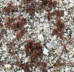 Euphorbia setiloba