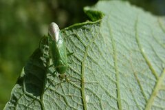 Orthotylus marginalis