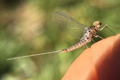 Callibaetis