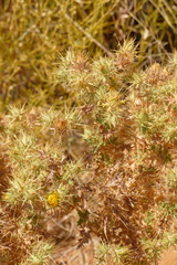 Berkheya spinosissima spinosissima