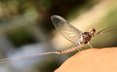Callibaetis