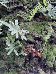 Polypodium