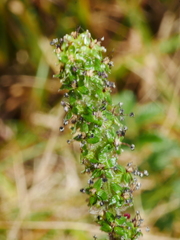 Acaena agnipila