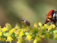 Eurystylus bellevoyei
