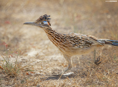 Greater Roadrunner photo 6