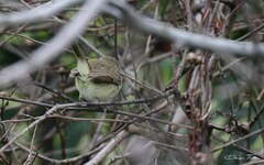 Euscarthmus meloryphus