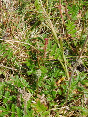 Acaena agnipila